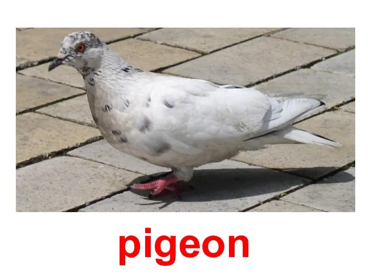 pigeon