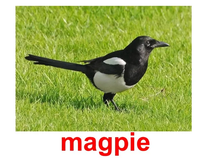 Сорока magpie