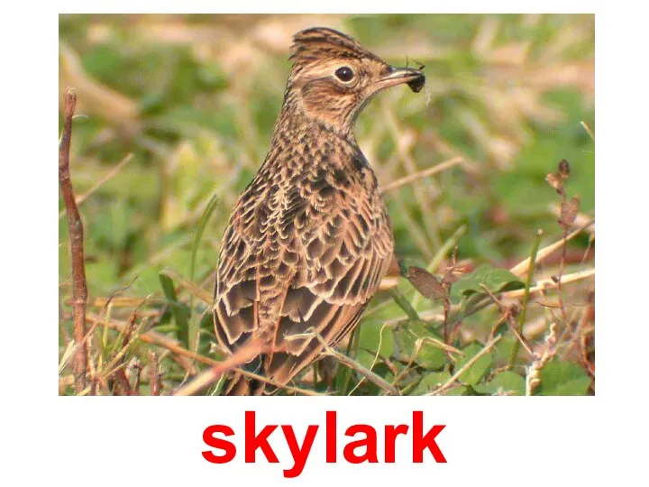 skylark