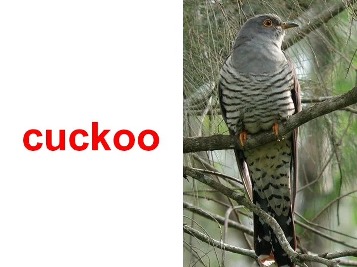 cuckoo