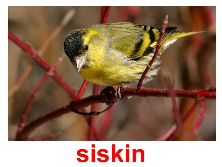 siskin