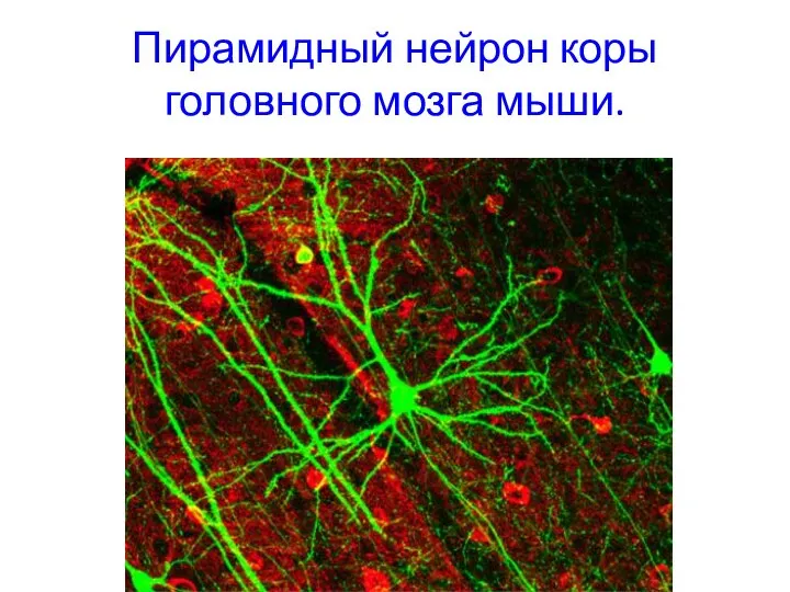 Пирамидный нейрон коры головного мозга мыши.