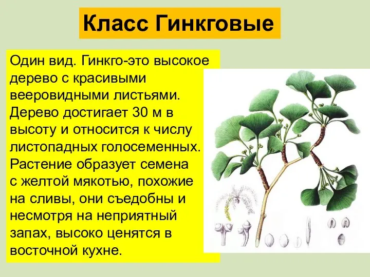Класс Гинкговые Один вид. Гинкго-это высокое дерево с красивыми вееровидными листьями. Дерево