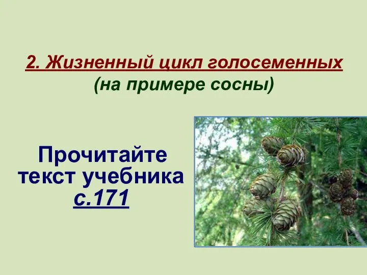 2. Жизненный цикл голосеменных (на примере сосны) Прочитайте текст учебника с.171