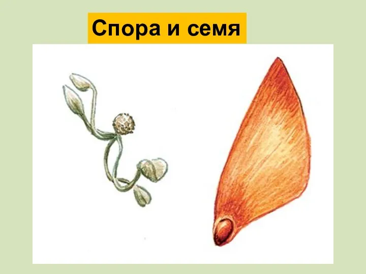 Спора и семя