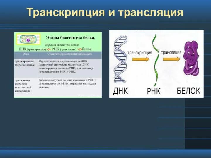 Транскрипция и трансляция