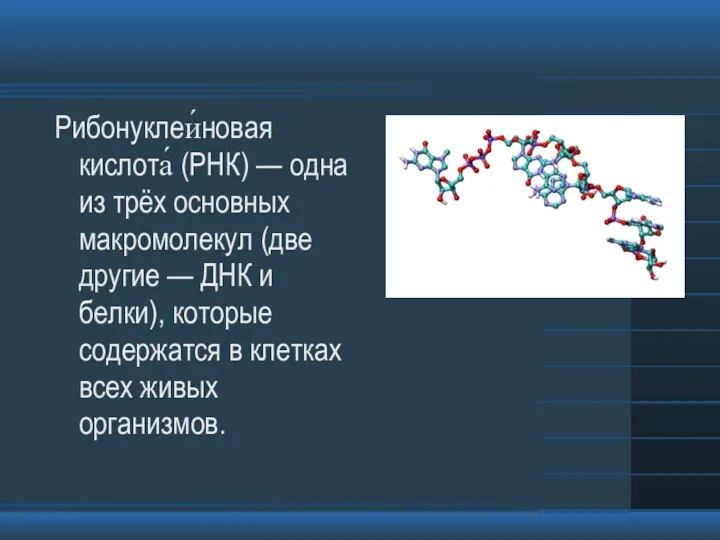 Рибонуклеи́новая кислота́ (РНК) — одна из трёх основных макромолекул (две другие —