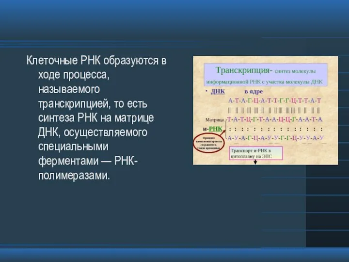 Клеточные РНК образуются в ходе процесса, называемого транскрипцией, то есть синтеза РНК