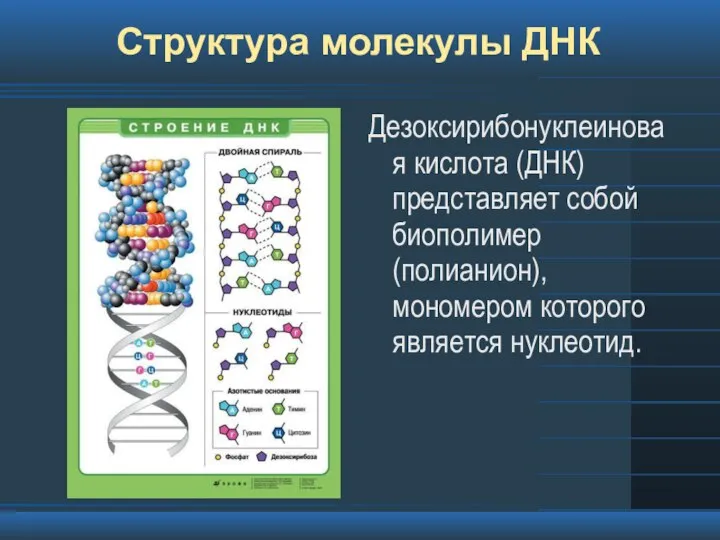 Структура молекулы ДНК Дезоксирибонуклеиновая кислота (ДНК) представляет собой биополимер (полианион), мономером которого является нуклеотид.