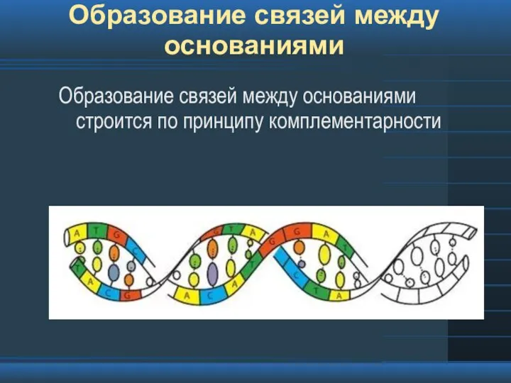 Образование связей между основаниями Образование связей между основаниями строится по принципу комплементарности