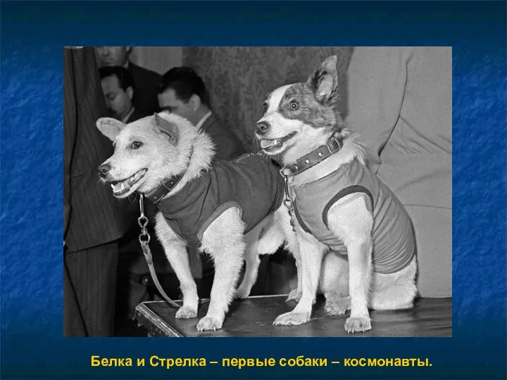 Белка и Стрелка – первые собаки – космонавты.