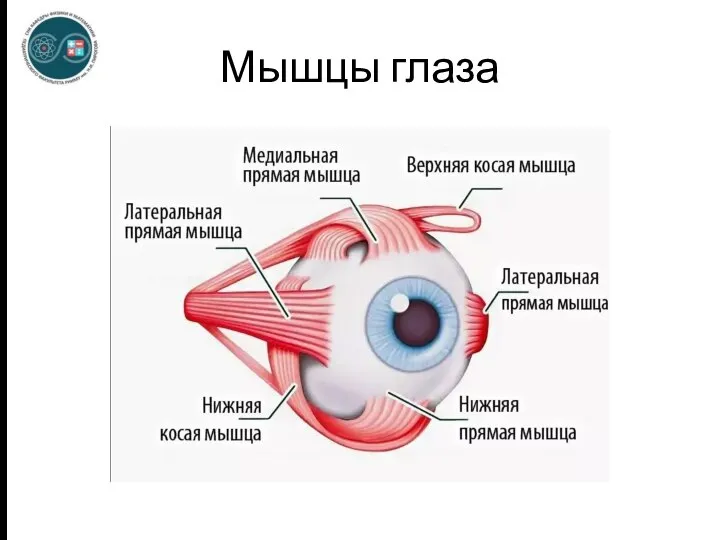 Мышцы глаза