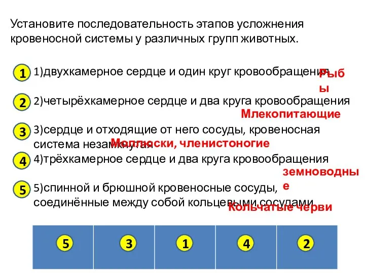 Установите последовательность этапов усложнения кровеносной системы у различных групп животных. 1)двухкамерное сердце