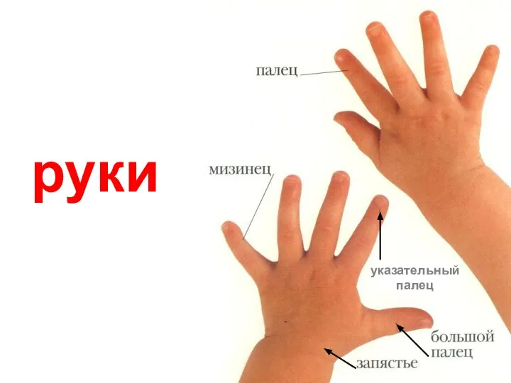 руки указательный палец