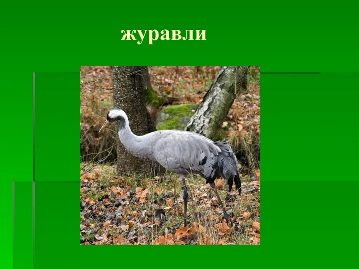 журавли