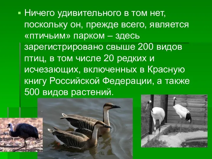 Ничего удивительного в том нет, поскольку он, прежде всего, является «птичьим» парком