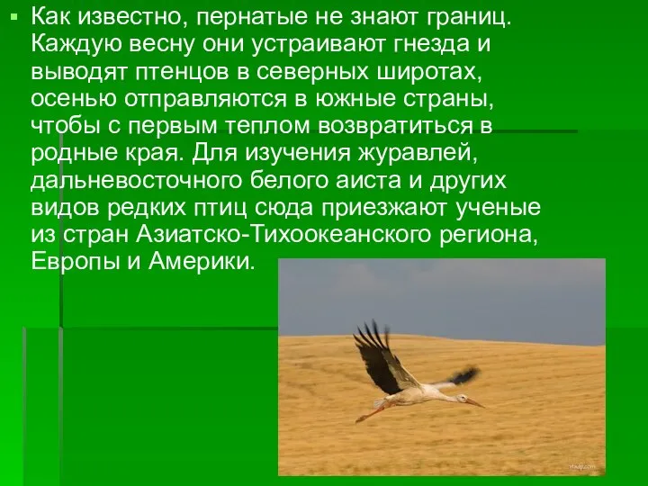 Как известно, пернатые не знают границ. Каждую весну они устраивают гнезда и