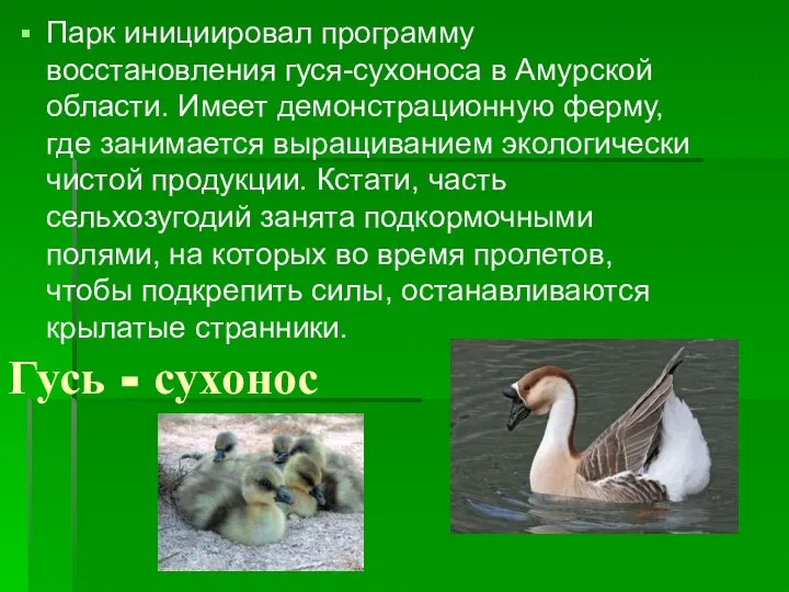 Гусь - сухонос Парк инициировал программу восстановления гуся-сухоноса в Амурской области. Имеет
