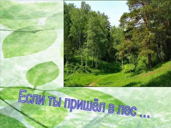 Если ты пришёл в лес …