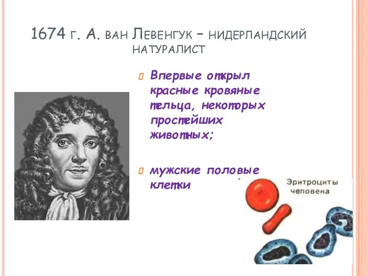 1674 г. А. ван Левенгук – нидерландский натуралист Впервые открыл красные кровяные