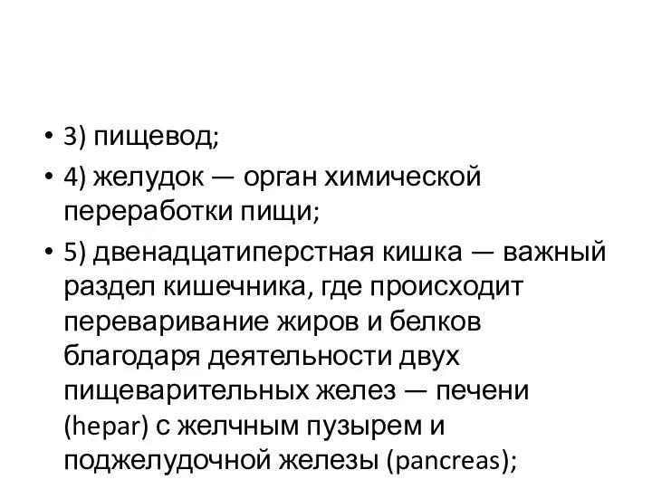 3) пищевод; 4) желудок — орган химической переработки пищи; 5) двенадцатиперстная кишка