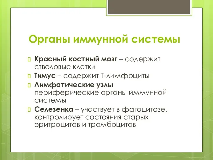 Органы иммунной системы Красный костный мозг – содержит стволовые клетки Тимус –