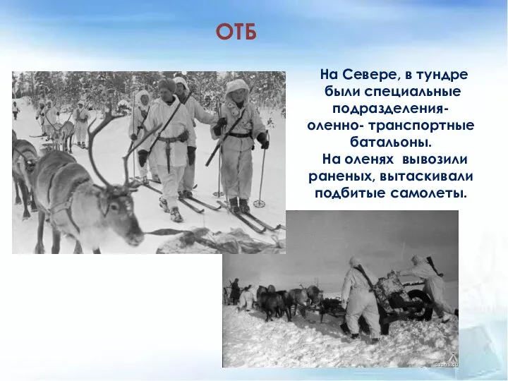 ОТБ На Севере, в тундре были специальные подразделения- оленно- транспортные батальоны. На