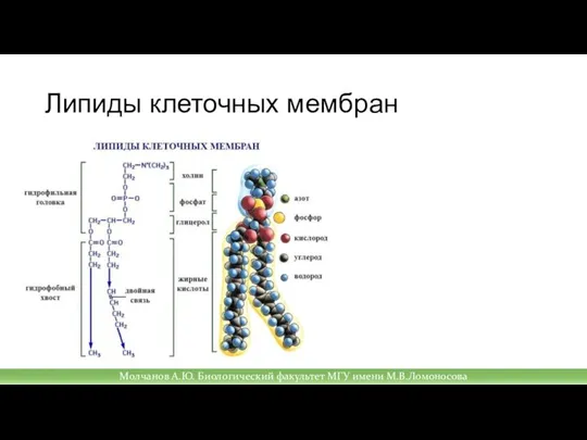 Липиды клеточных мембран Молчанов А.Ю. Биологический факультет МГУ имени М.В.Ломоносова