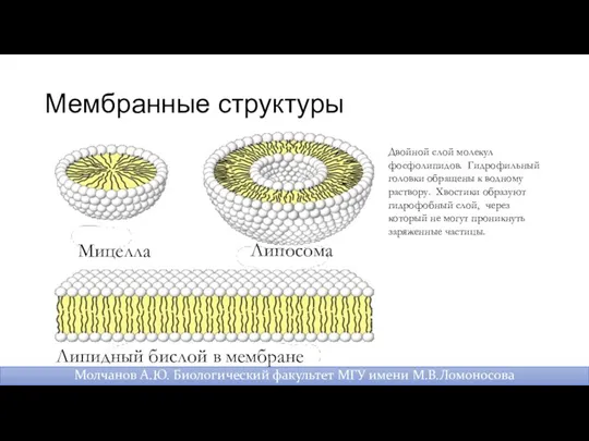 Мембранные структуры Молчанов А.Ю. Биологический факультет МГУ имени М.В.Ломоносова Двойной слой молекул