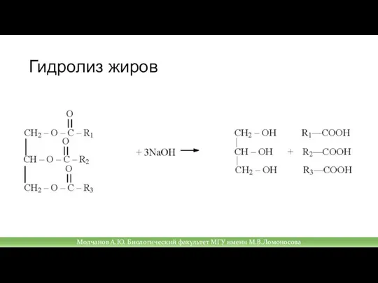 Гидролиз жиров Молчанов А.Ю. Биологический факультет МГУ имени М.В.Ломоносова