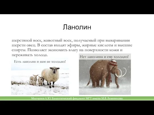 Ланолин шерстяной воск, животный воск, получаемый при вываривании шерсти овец. В состав