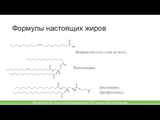 Формулы настоящих жиров Жирная кислота ( еще не воск) Триглицерид Диглицерид (фосфолипид)