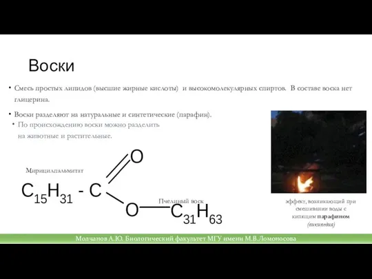 Воски Смесь простых липидов (высшие жирные кислоты) и высокомолекулярных спиртов. В составе