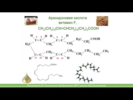 Молчанов А.Ю. Биологический факультет МГУ имени М.В.Ломоносова