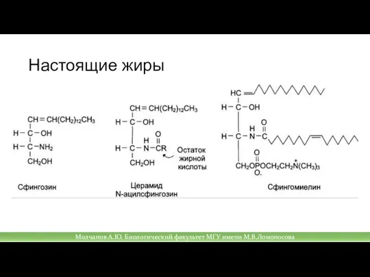 Настоящие жиры Молчанов А.Ю. Биологический факультет МГУ имени М.В.Ломоносова