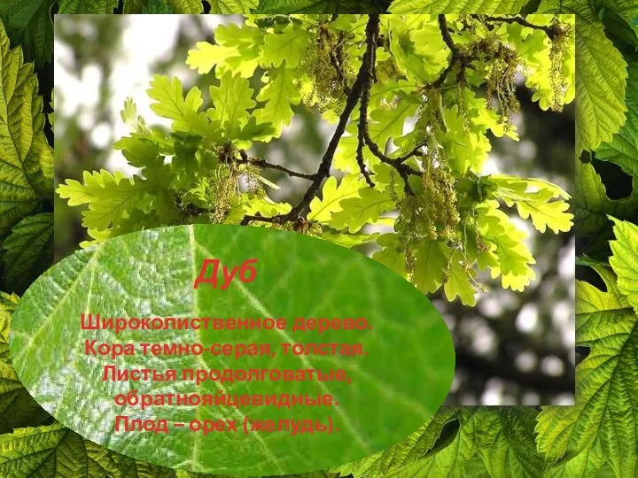 Дуб Широколиственное дерево. Кора темно-серая, толстая. Листья продолговатые, обратнояйцевидные. Плод – орех (желудь).