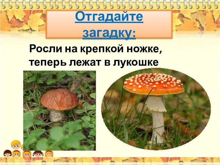 Отгадайте загадку: Росли на крепкой ножке, теперь лежат в лукошке