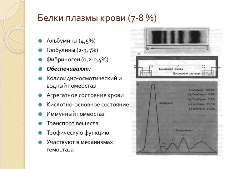 Белки плазмы крови (7-8 %) Альбумины (4,5%) Глобулины (2-3,5%) Фибриноген (0,2-0,4%) Обеспечивают: