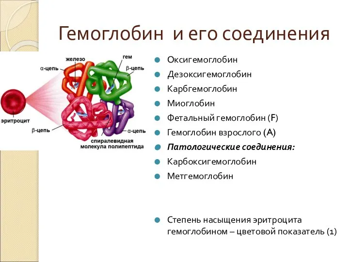 Гемоглобин и его соединения Оксигемоглобин Дезоксигемоглобин Карбгемоглобин Миоглобин Фетальный гемоглобин (F) Гемоглобин