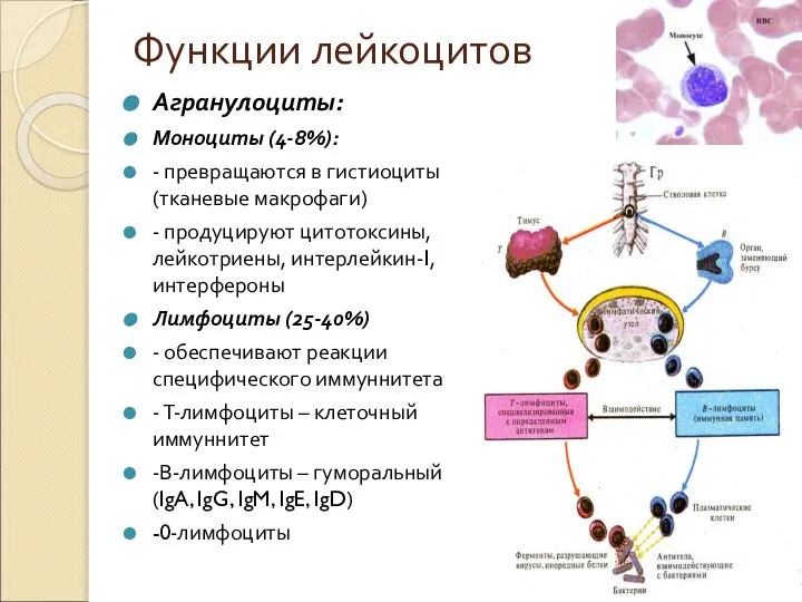 Функции лейкоцитов Агранулоциты: Моноциты (4-8%): - превращаются в гистиоциты (тканевые макрофаги) -