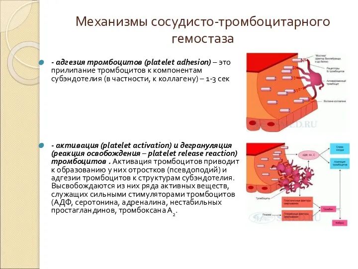 Механизмы сосудисто-тромбоцитарного гемостаза - адгезия тромбоцитов (platelet adhesion) – это прилипание тромбоцитов