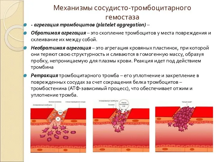 Механизмы сосудисто-тромбоцитарного гемостаза - агрегация тромбоцитов (platelet aggregation) – Обратимая агрегация –