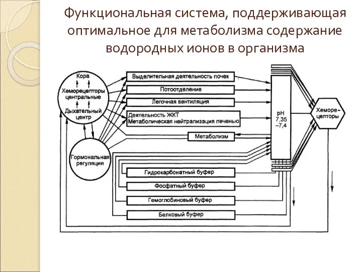 Функциональная система, поддерживающая оптимальное для метаболизма содержание водородных ионов в организма