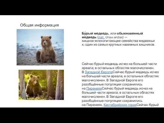 Общая информация Бу́рый медведь, или обыкновенный медведь (лат. Ursus arctos) — хищное