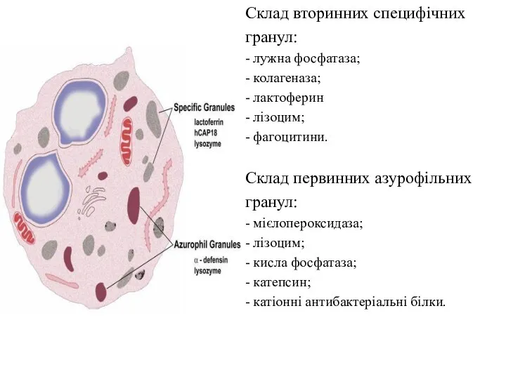 Склад вторинних специфічних гранул: - лужна фосфатаза; - колагеназа; - лактоферин -