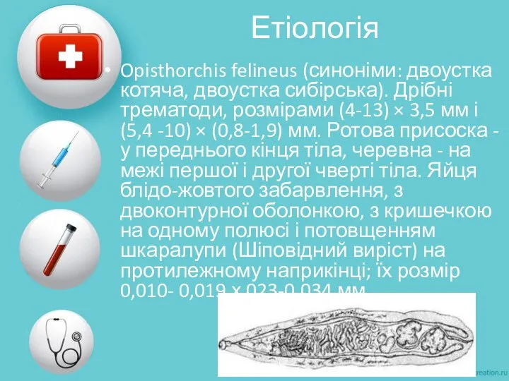 Етіологія Opisthorchis felineus (синоніми: двоустка котяча, двоустка сибірська). Дрібні трематоди, розмірами (4-13)