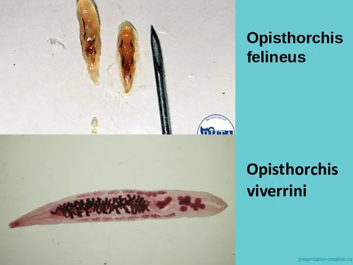 Opisthorchis felineus Opisthorchis viverrini