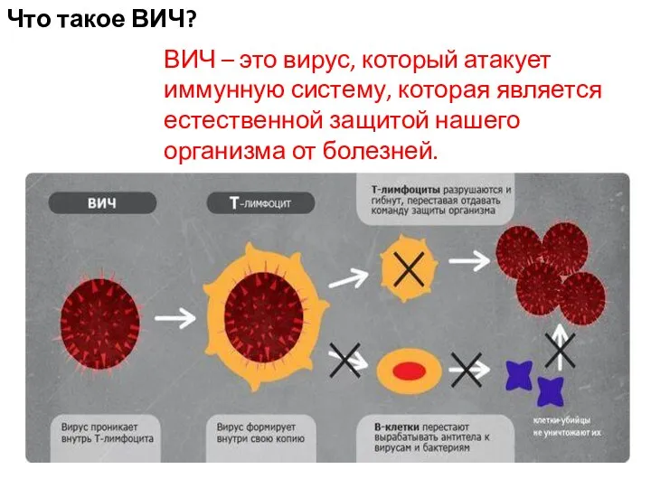 Что такое ВИЧ? ВИЧ – это вирус, который атакует иммунную систему, которая