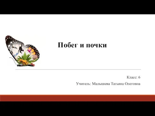 Класс: 6 Учитель: Малышева Татьяна Олеговна Побег и почки