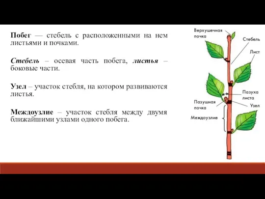 Побег — стебель с расположенными на нем листьями и почками. Стебель –